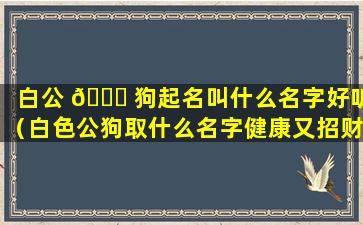 白公 🐕 狗起名叫什么名字好听（白色公狗取什么名字健康又招财）